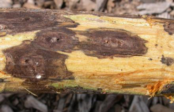 Cankers in the inner bark of black walnut branch